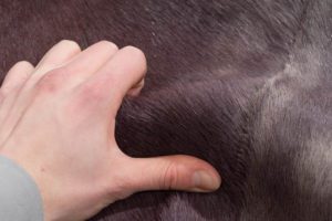leather rug
