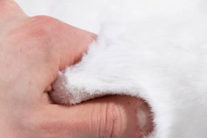 fur rug